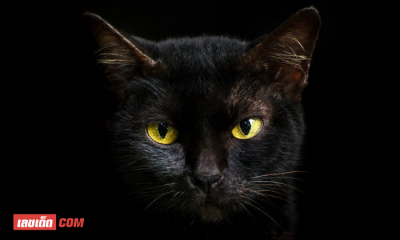 ฝันเห็นแมวดำ